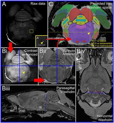 Mapping and Analysis of the Connectome of Sympathetic Premotor Neurons in the Rostral Ventrolateral Medulla of the Rat Using a Volumetric Brain Atlas
